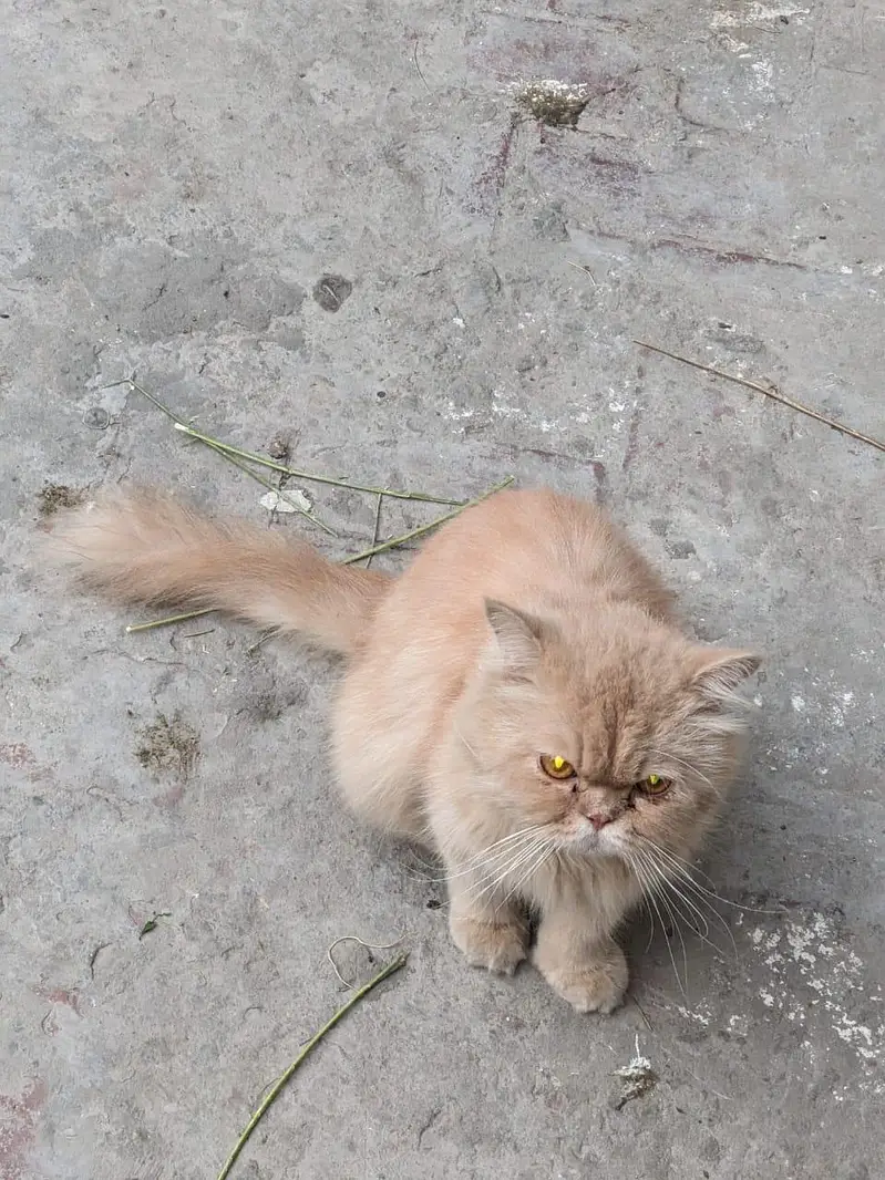 punch face Persian triple coated male for sale — photo 4