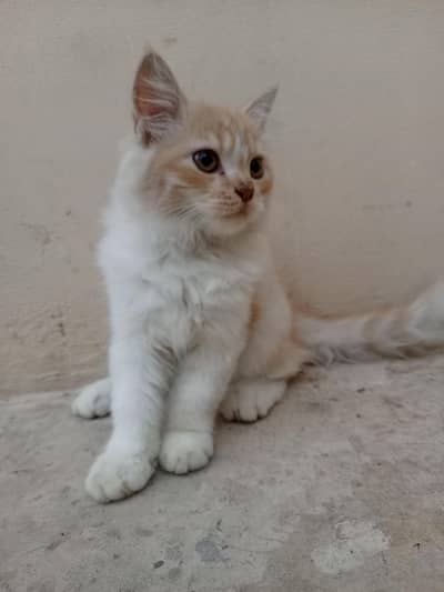 For Sale