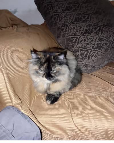 black Persian cat