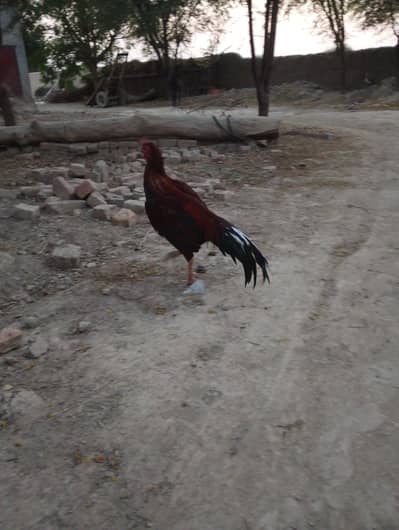 aseel lakha paththa 2 pair badha