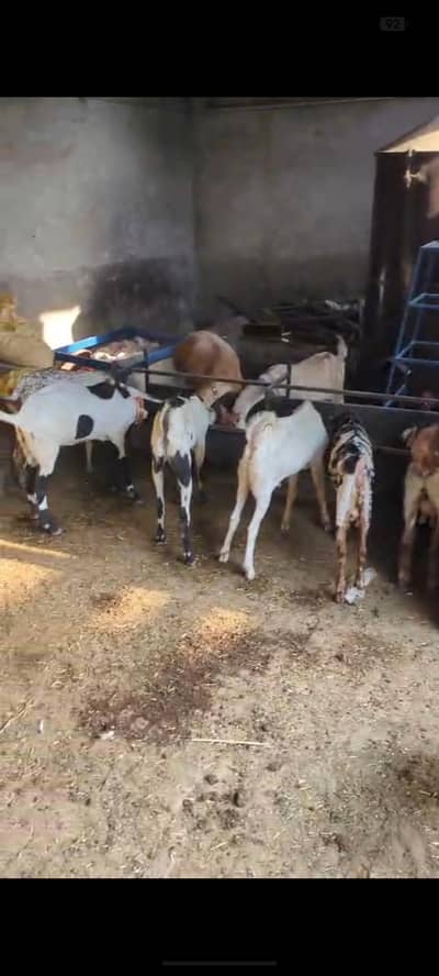 bakria for sale