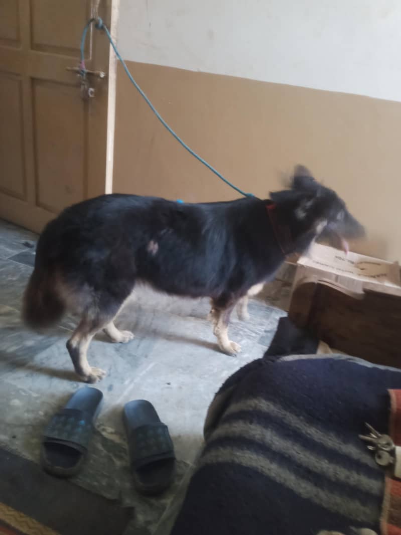 German sheprahd 0