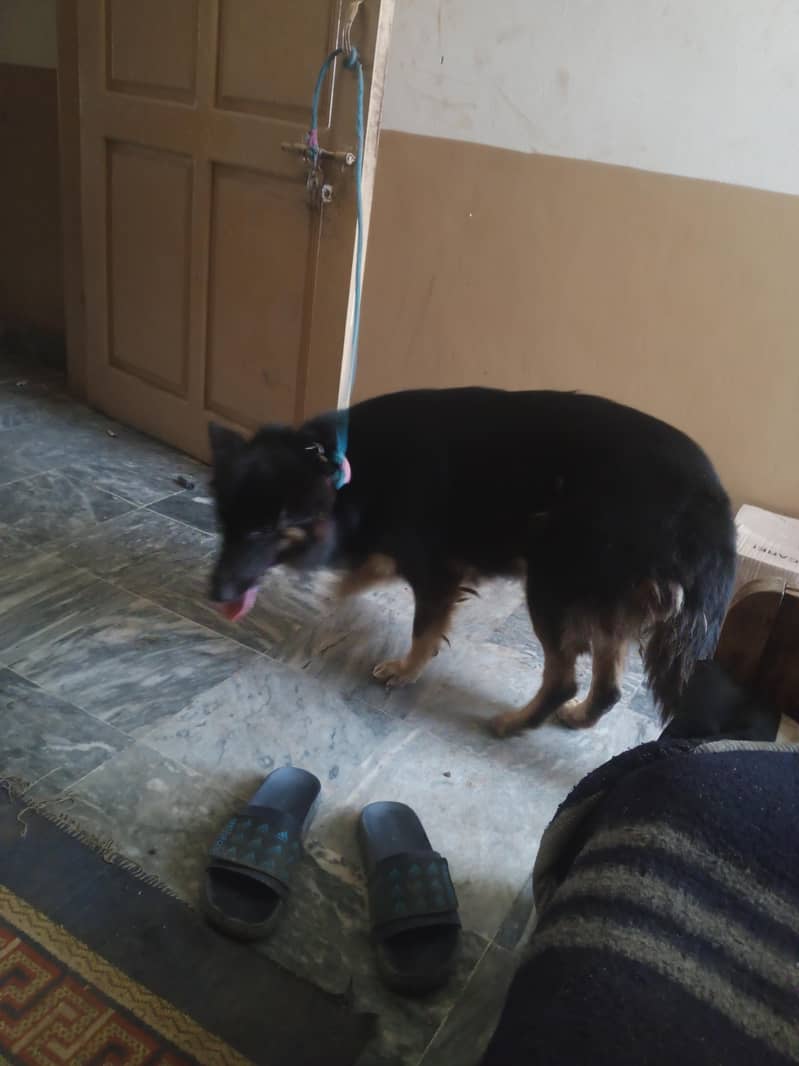 German sheprahd 1