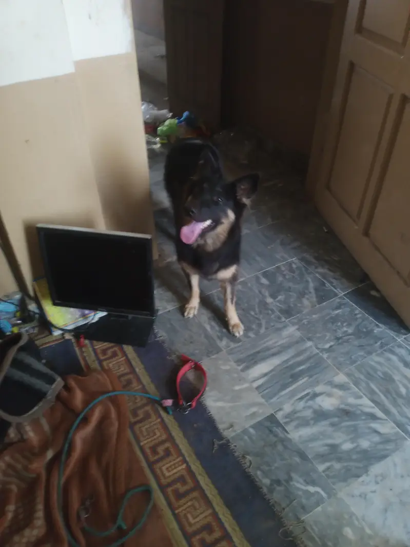 German sheprahd — photo 3