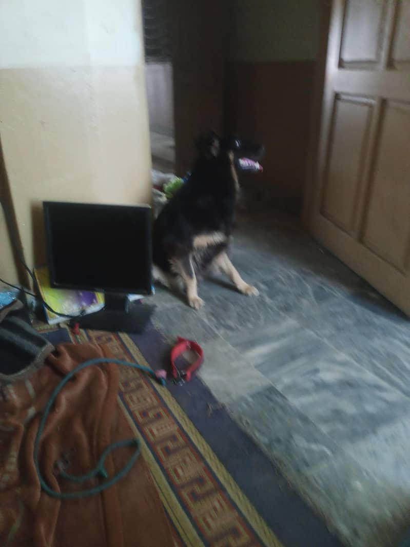 German sheprahd 3