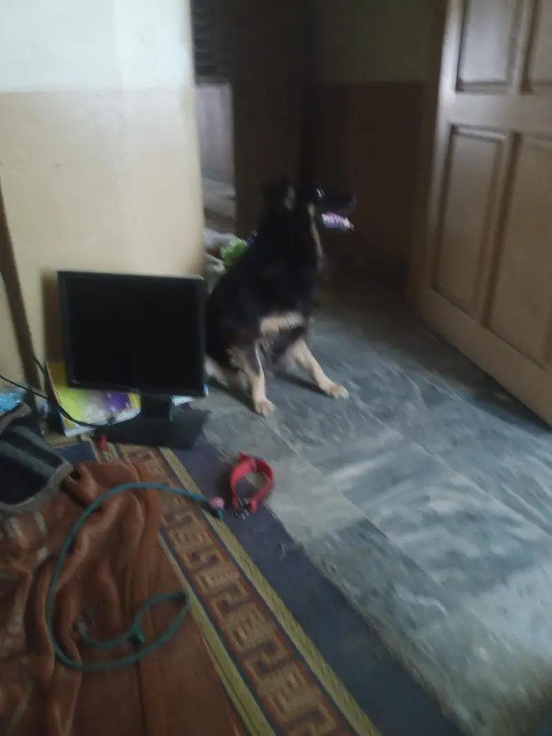 German sheprahd — photo 4