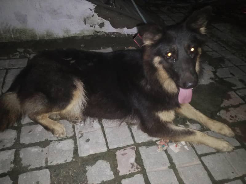 German sheprahd 4