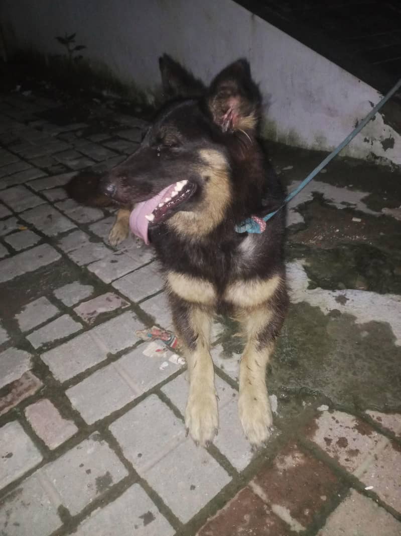 German sheprahd 5