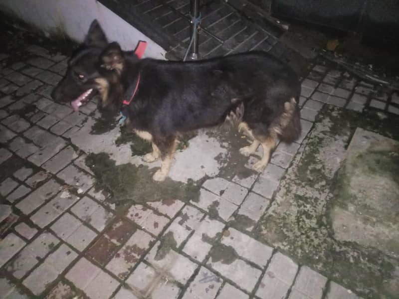 German sheprahd 6