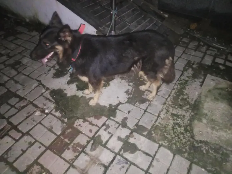 German sheprahd — photo 7