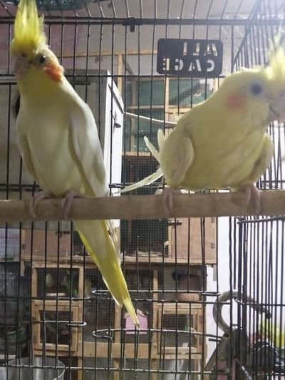 breeder pair. for sale