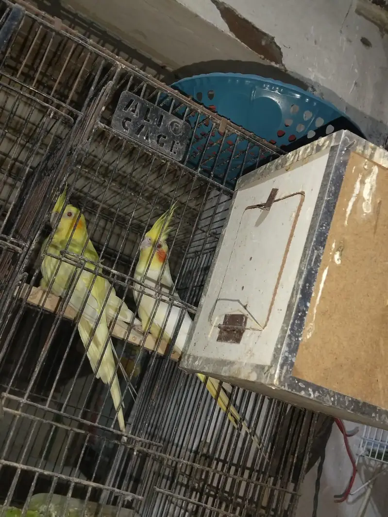breeder pair. for sale — photo 2