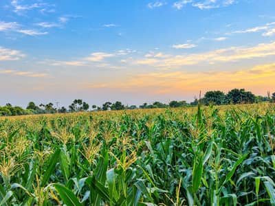 Corn per acre