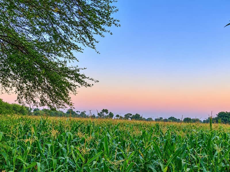 Corn per acre 1