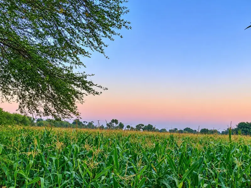 Corn per acre — photo 2