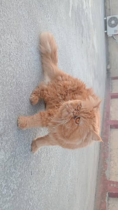 Breeder male for sale
