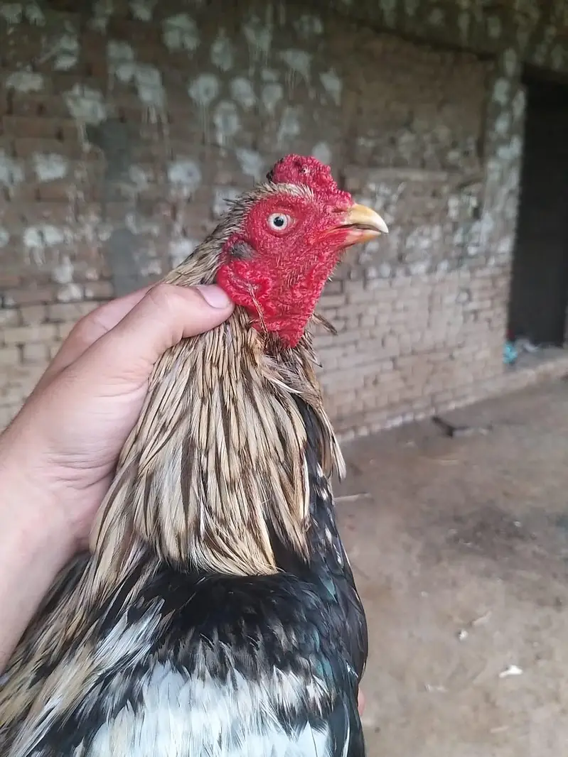 aseel miavali java male breeder available — photo 3