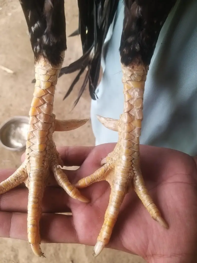 aseel miavali java male breeder available — photo 4