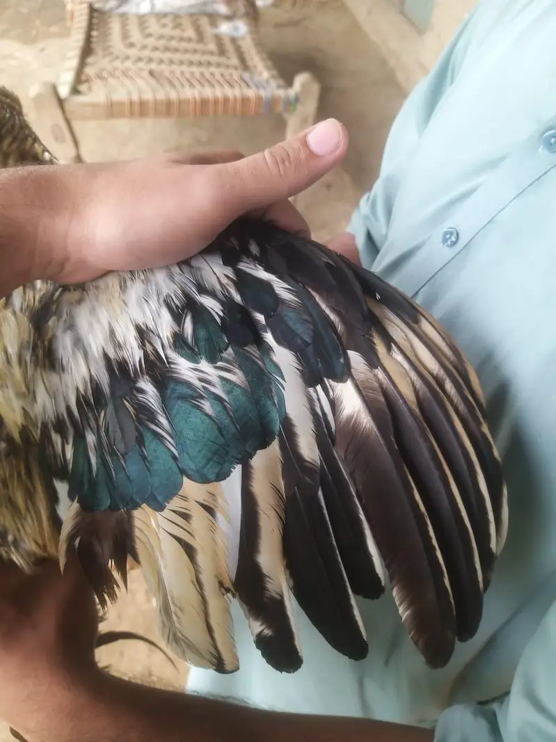 aseel miavali java male breeder available — photo 5