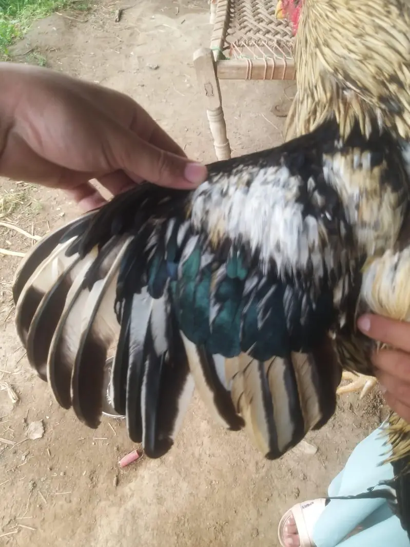 aseel miavali java male breeder available — photo 6