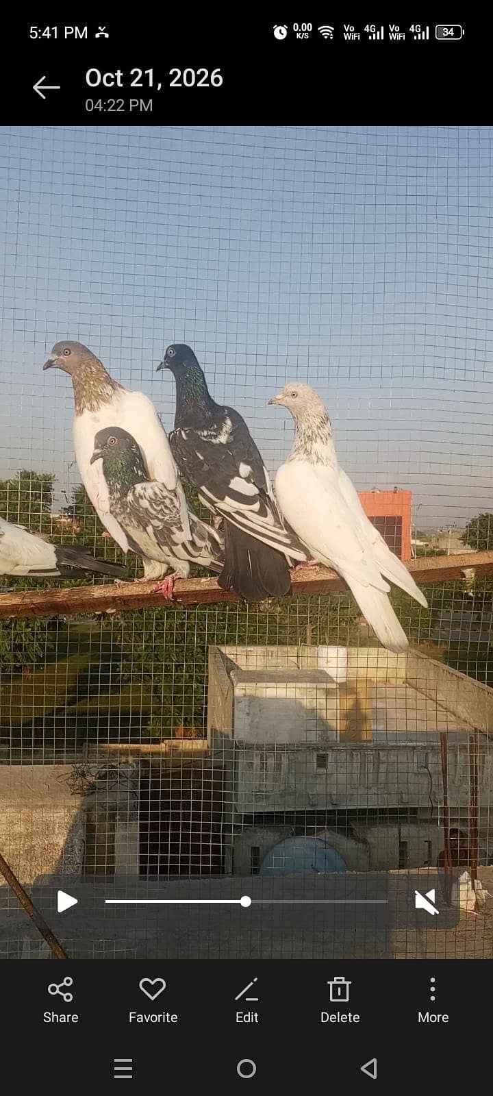 high flying pigen 0