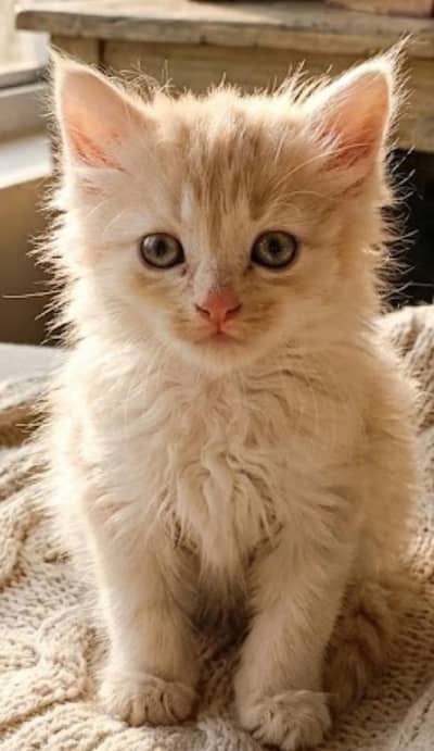 cute kittan 03125718522