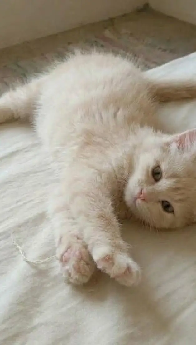 cute kittan 03125718522 — photo 3