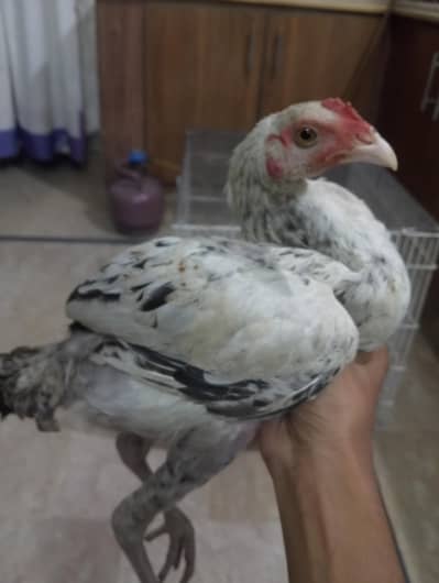 ASEEL+DESI mix chuza for sale