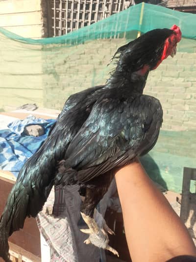 jumbo size kala mushka lasani