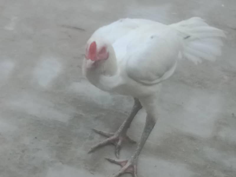 tazadasi 1