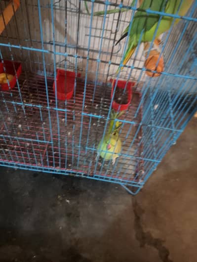 pakistani parrots