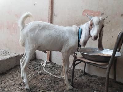 Bakra For sale