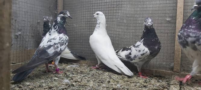 Goldan insan taddi Joro walay kabotar For Sale.