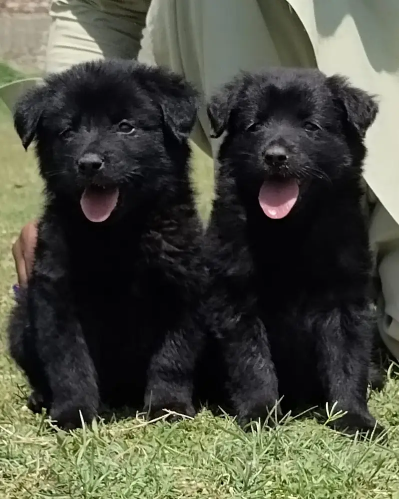 German Shepherd| Puppy | Double Coat puppies | Dog For Sale | GSD — photo 2