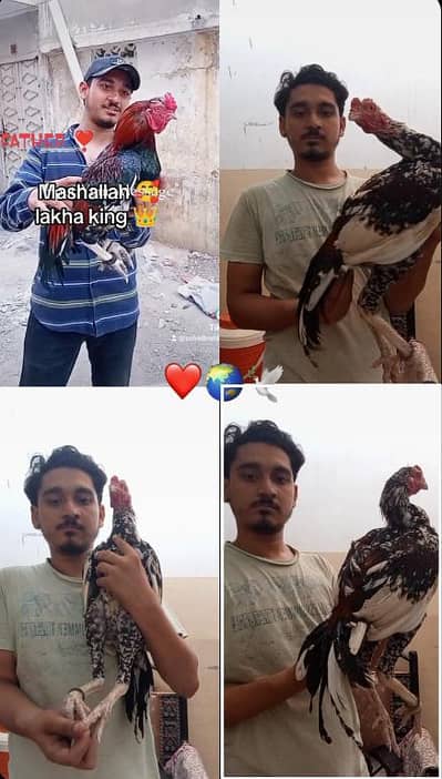 pure mainwali aseel phatta last main father pic ha