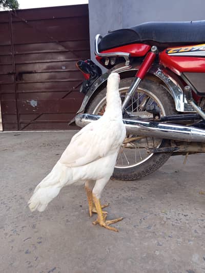 heera female