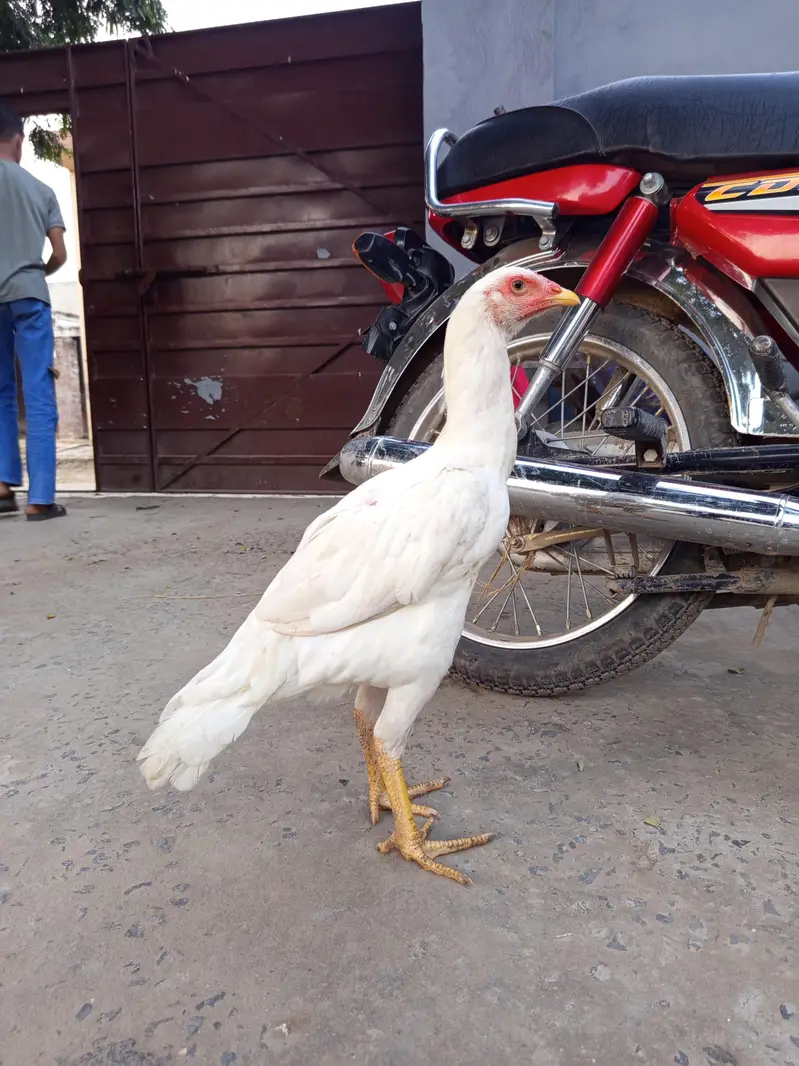 heera female — photo 2