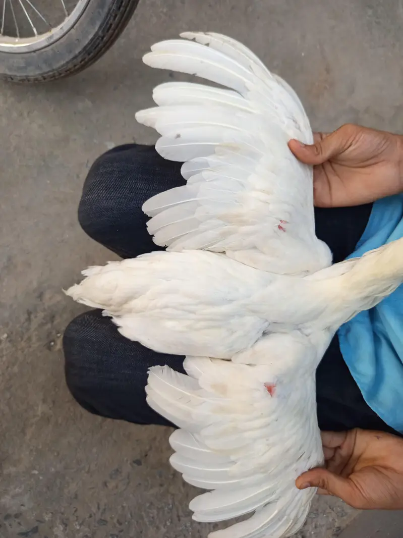 heera female — photo 4