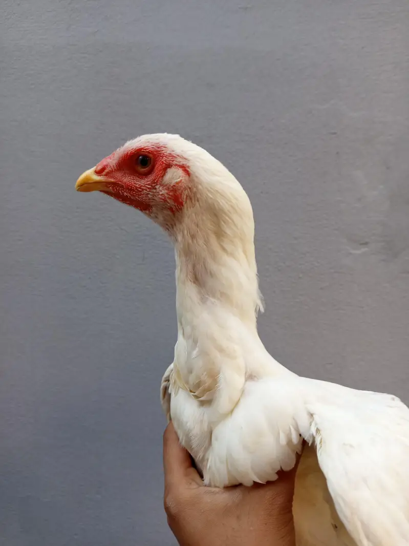 heera female — photo 5