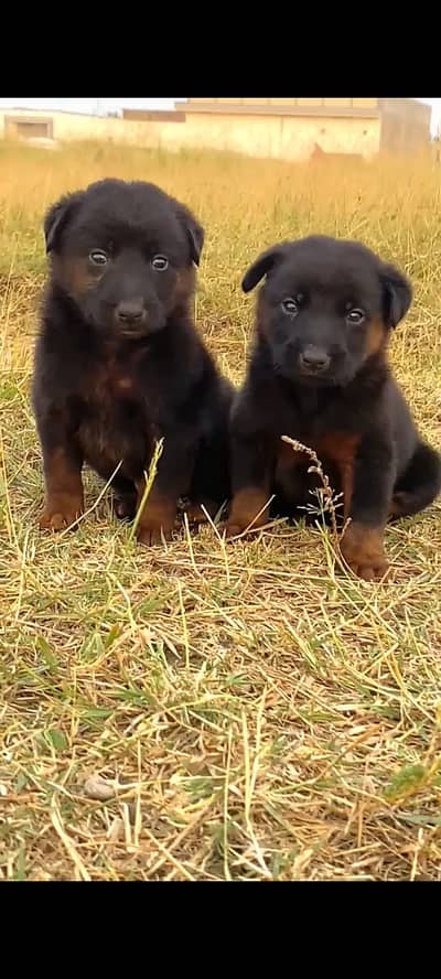 German Shepherd| Puppy | Double Coat puppies | Dog For Sale |GSD