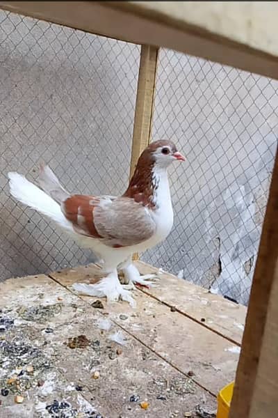 red bar female lal khal female