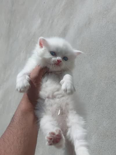3 baby ha persian Male Female dono ha total 3ha