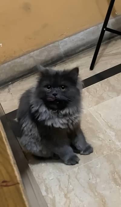 Persian cat available for adoption