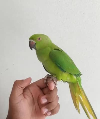 gareen parrot for sale  bty krny wla