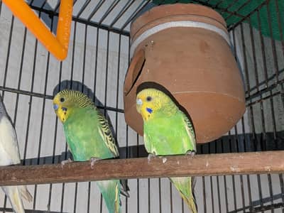 astrelian parrots