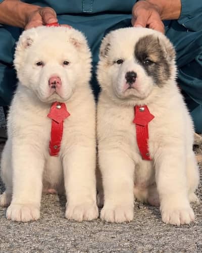 King Alabai Puppies for Sale | Heavy Bone Structure & Security Dogs