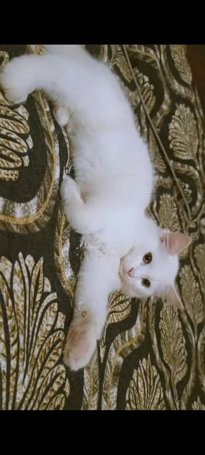 Persian male kitten 3 months/double coated/Long Hairs