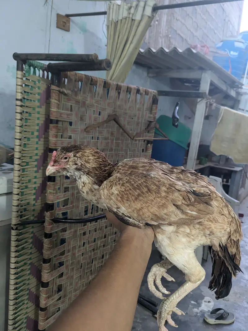 Aseel galwa murgi — photo 5