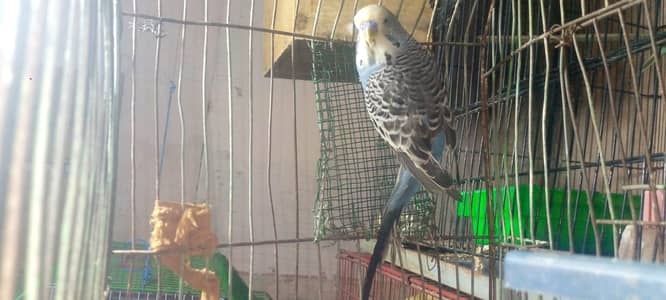 exhibition split male tcb femel