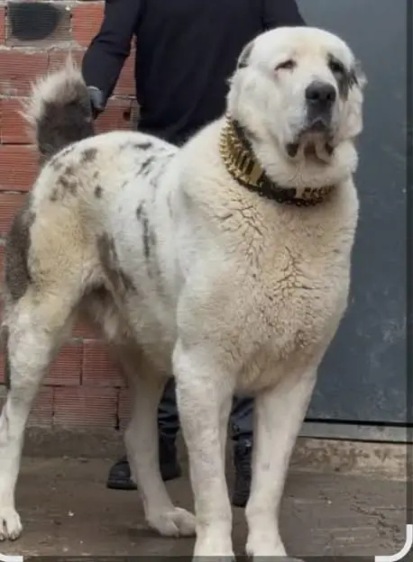 King Alabai dog / alabai puppies / security dog for sale — photo 3